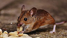 24 Hour & Emergency Exterminators in East Palo Alto, CA